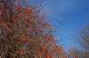 mypictures0029_small.jpg