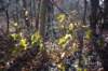 mypictures0030_small.jpg