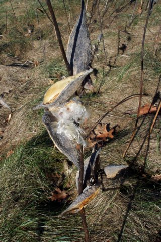 mypictures0039.jpg